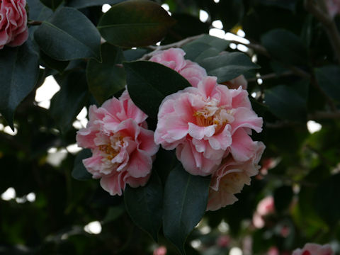 Camellia japonica cv. Confetti Blush