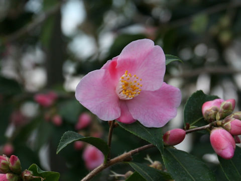 Camellia japonica cv. Salut