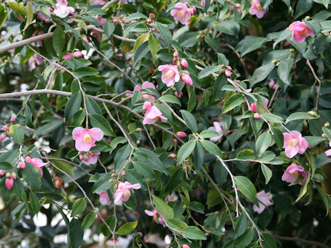Camellia japonica cv. Salut