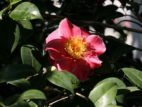 Camellia japonica cv. Tama Glitters