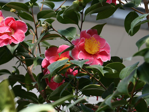 Camellia japonica cv. Tama Glitters