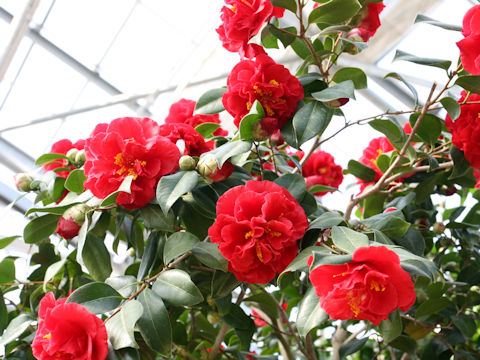 Camellia japonica cv. Dixie Night