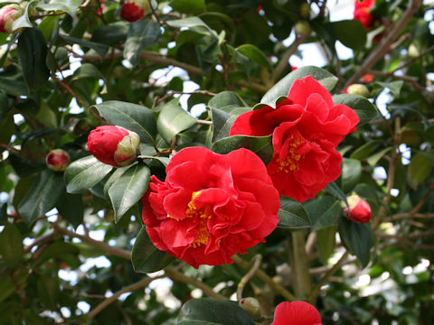 Camellia japonica cv. Dixie Night
