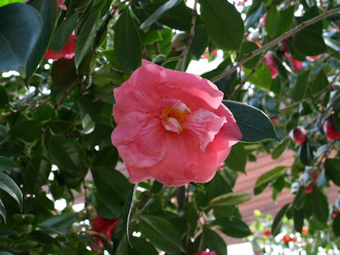 Camellia japonica cv. Drama Girl
