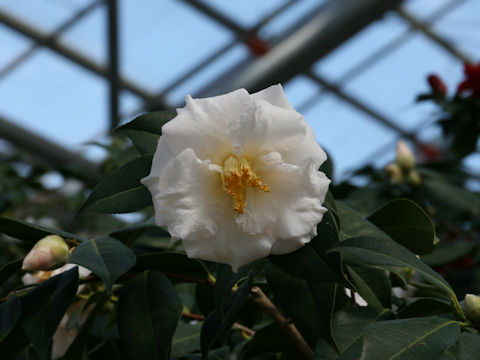 Camellia japonica cv. Mrs. Bertha A. Harms