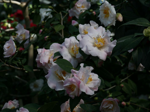 Camellia japonica cv. High Fragrance