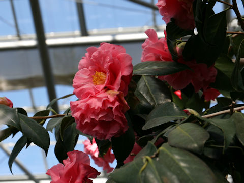 Camellia japonica cv. Fascinate