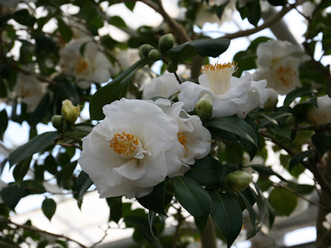 Camellia japonica cv. Pukekura