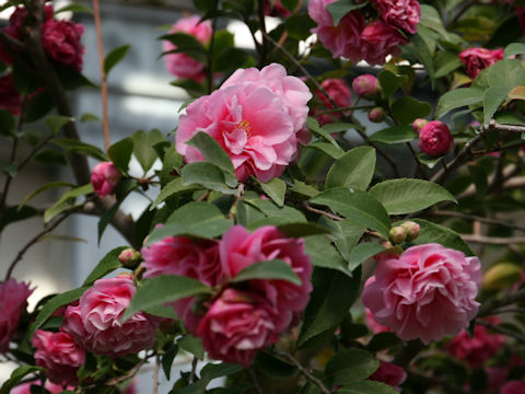 Camellia japonica cv. Fragrant Joy