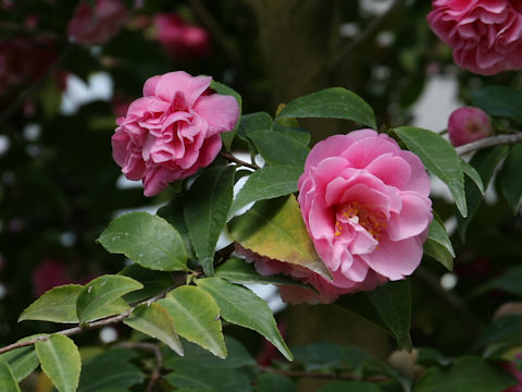 Camellia japonica cv. Fragrant Joy