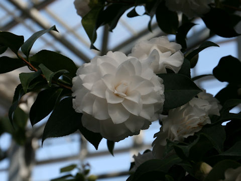 Camellia japonica cv. Pope John XXIII