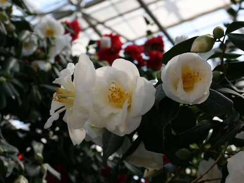 Camellia japonica cv. White Nun