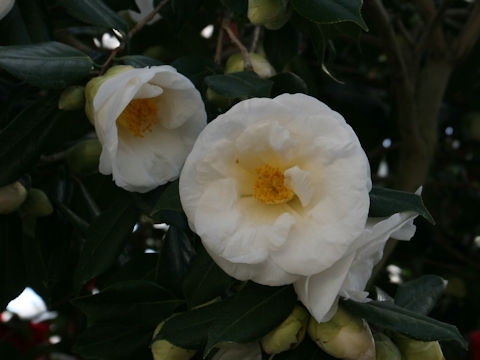 Camellia japonica cv. White Nun
