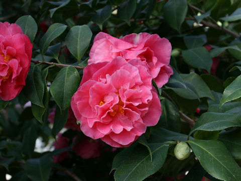 Camellia japonica cv. Marie Bracey
