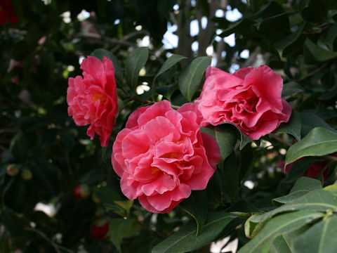 Camellia japonica cv. Marie Bracey