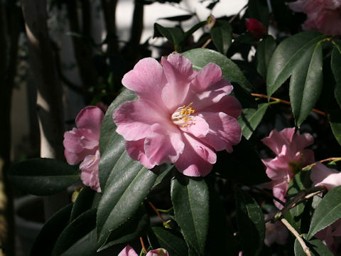 Camellia japonica cv. Lollipop