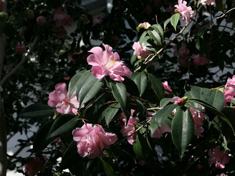 Camellia japonica cv. Lollipop