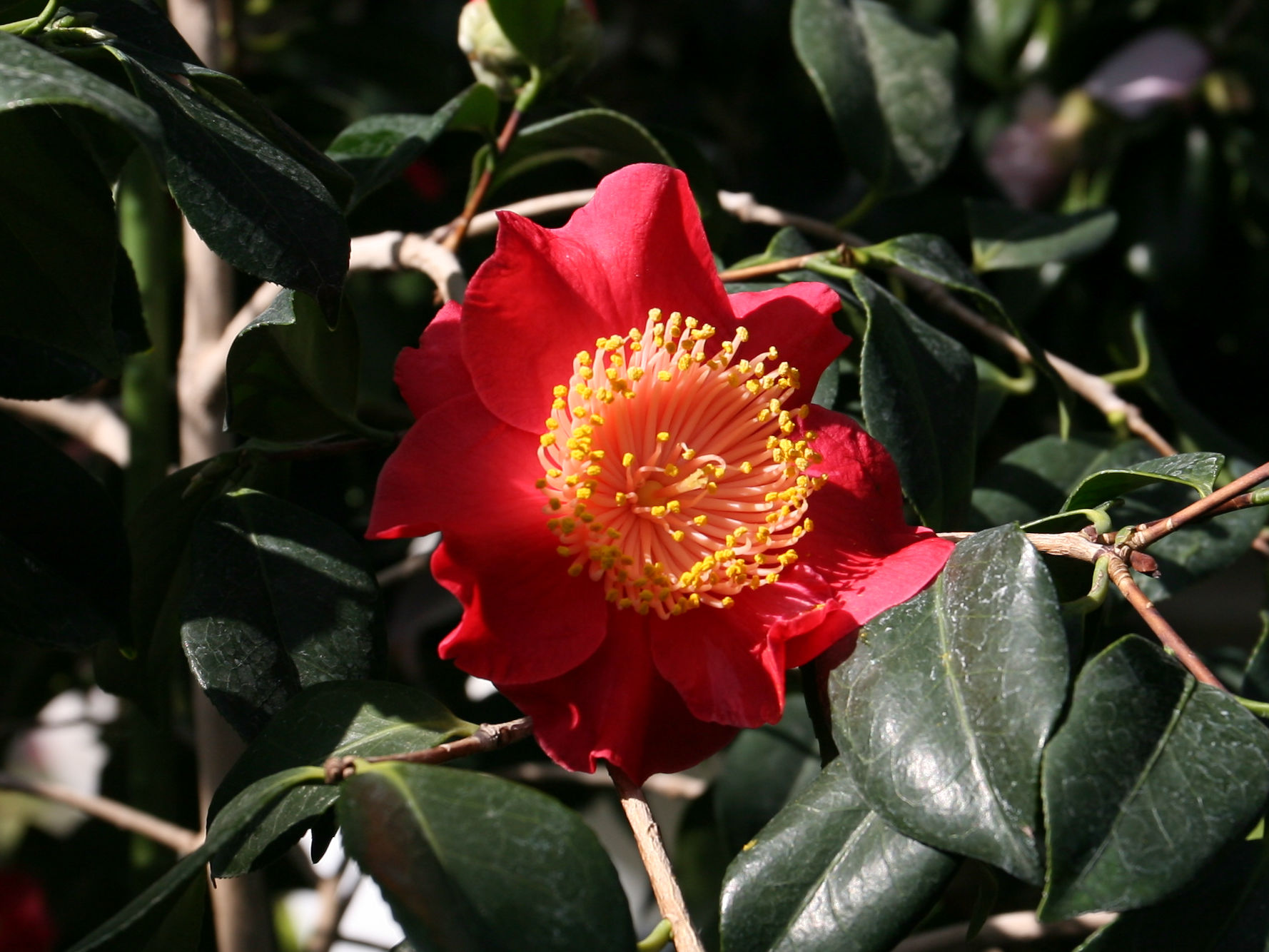 Camellia japonica cv. Asahino-minato