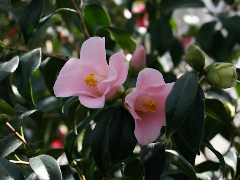 Camellia japonica cv. Oku-wabi