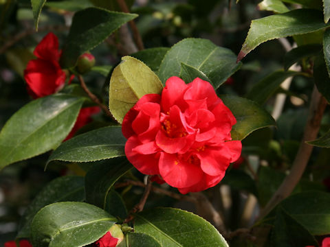Camellia japonica cv. Honaka