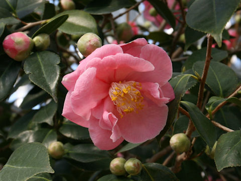 Camellia japonica cv. Hana-fuuki