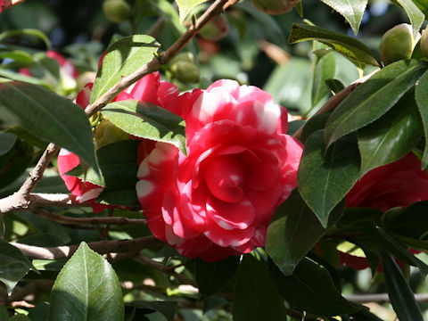 Camellia japonica cv. Kishu-tsukasa