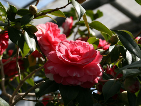 Camellia japonica cv. Kishu-tsukasa