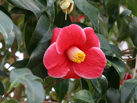 Camellia japonica cv. Tamano-ura