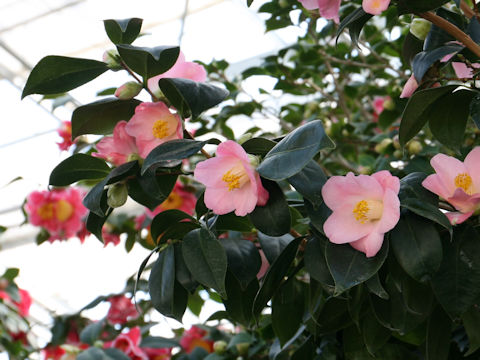 Camellia japonica cv. Gettan