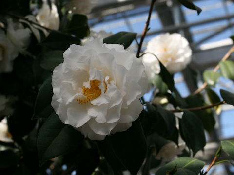 Camellia japonica cv. Kagiri