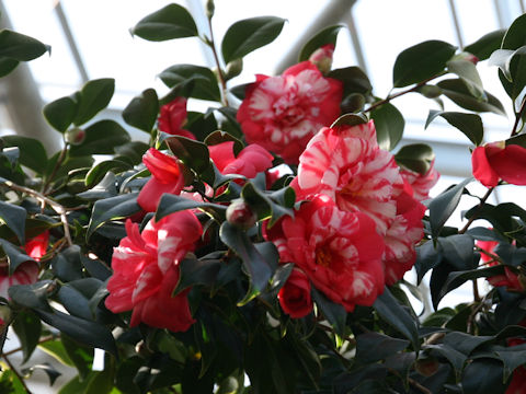 Camellia japonica cv. Goishi