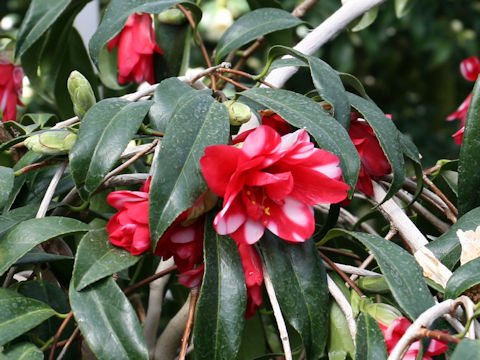 Camellia japonica cv. Kujaku-tsubaki