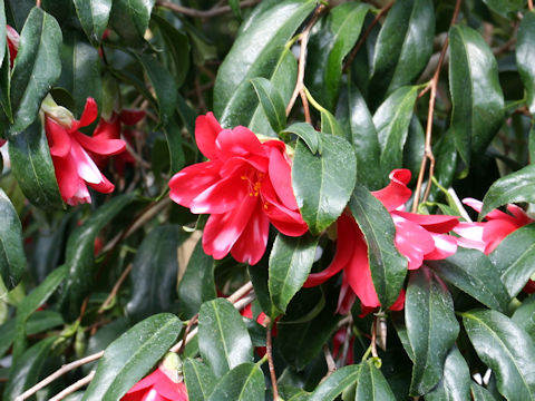 Camellia japonica cv. Kujaku-tsubaki