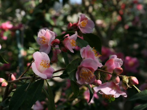 Camellia japonica cv. Minatono-haru