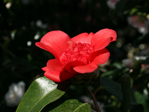 Camellia japonica cv. Beni-karako