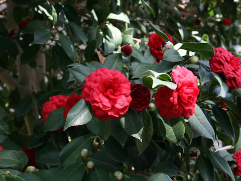 Camellia japonica cv. Momiji-gari