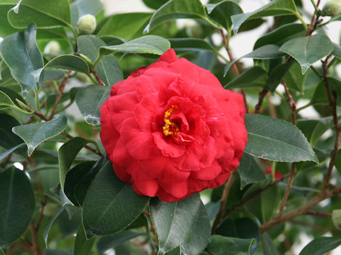 Camellia japonica cv. Momiji-gari