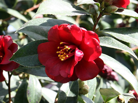 Camellia japonica cv. Kuro-tsubaki