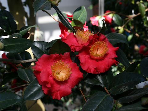 Camellia japonica cv. Shugetsu
