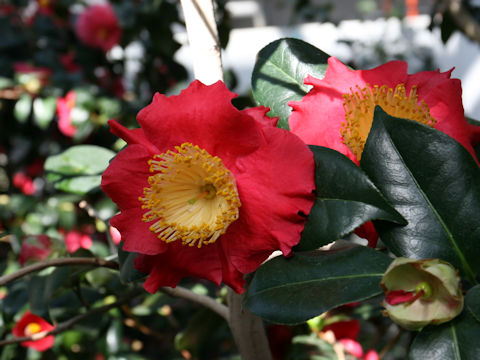 Camellia japonica cv. Shugetsu