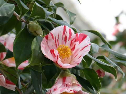 Camellia japonica cv. Akino-yama