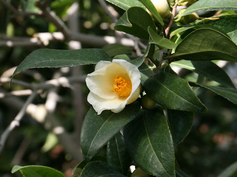 Camellia japonica cv. Shokou