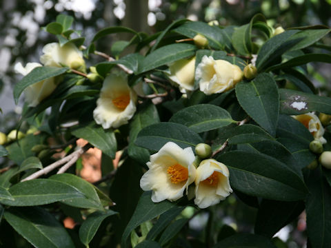 Camellia japonica cv. Shokou