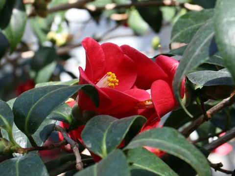 Camellia japonica cv. Koiso