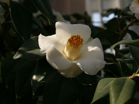 Camellia japonica cv. Showano-homare
