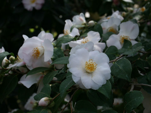 Camellia japonica cv. Nampuu