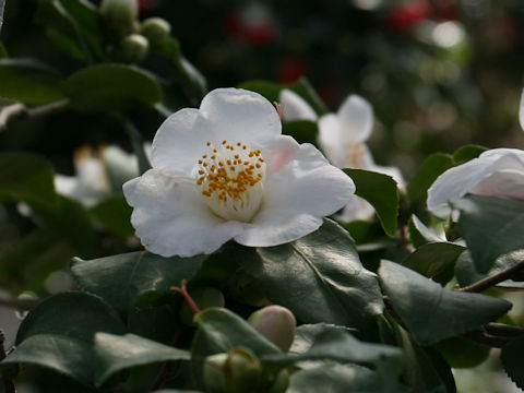 Camellia japonica cv. Nampuu