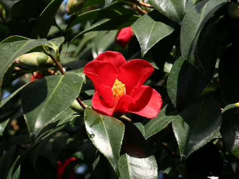 Camellia japonica cv. Mihono-seki