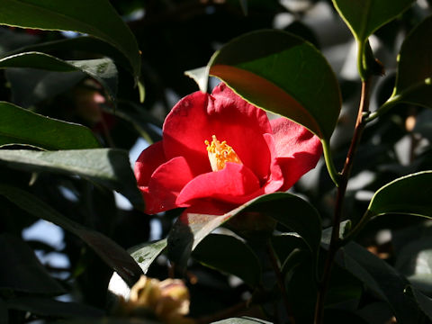 Camellia japonica cv. Mihono-seki