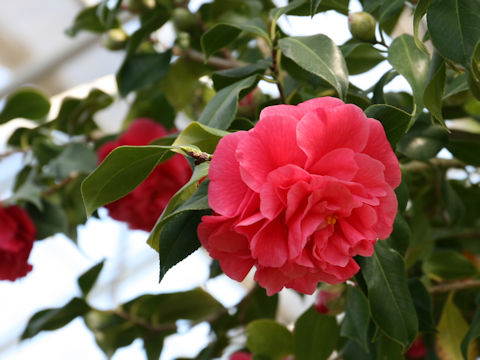 Camellia japonica cv. Hototogisu